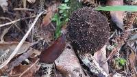 Lycoperdon scabrum image