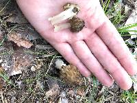 Morchella punctipes image