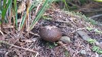 Lycoperdon scabrum image