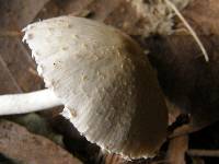 Psathyrella candolleana image