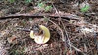 Suillus luteus image