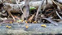 Favolaschia calocera image