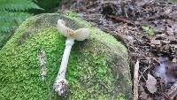 Amanita australis image