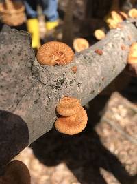 Polyporus alveolaris image