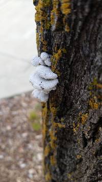 Schizophyllum commune image