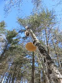 Fomitopsis betulina image