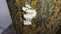 Schizophyllum commune image