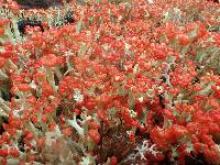 Cladonia cristatella image