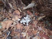 Lycoperdon pyriforme image