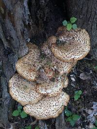 Polyporus squamosus image