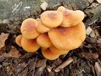 Flammulina velutipes image