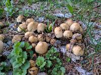 Coprinellus micaceus image