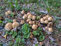 Coprinellus micaceus image