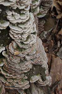 Trametes versicolor image