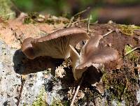 Pleurotus pulmonarius image