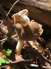 Helvella compressa image