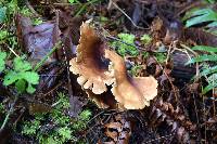 Polyporus varius image