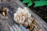 Ramaria stricta image