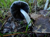 Coprinopsis lagopus image