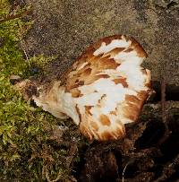 Polyporus squamosus image