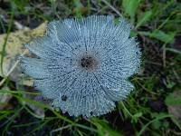 Coprinopsis lagopus image