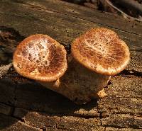 Polyporus squamosus image