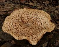 Polyporus squamosus image