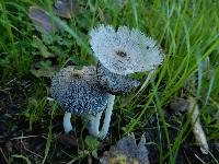 Coprinopsis lagopus image