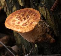 Polyporus squamosus image