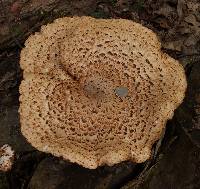 Polyporus squamosus image