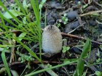 Coprinopsis lagopus image