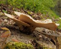 Polyporus squamosus image