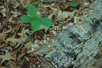 Trametes versicolor image