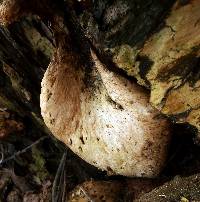 Polyporus squamosus image