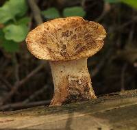 Polyporus squamosus image