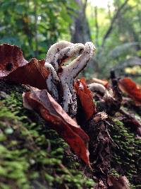 Clavulina rugosa image