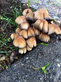 Coprinellus micaceus image