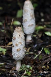 Coprinus comatus image