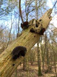 Auricularia auricula-judae image