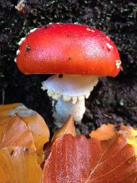 Amanita muscaria image