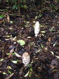 Coprinus comatus image