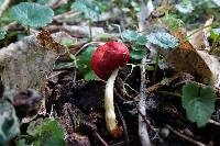 Leratiomyces erythrocephalus image