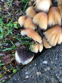 Coprinellus micaceus image