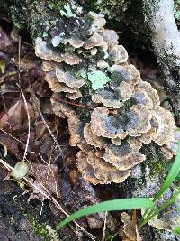 Trametes versicolor image