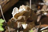 Helvella compressa image