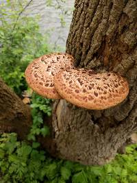 Polyporus squamosus image