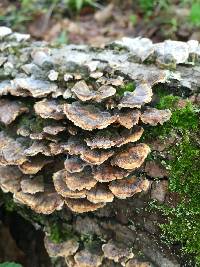 Trametes versicolor image