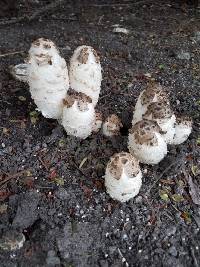 Coprinus comatus image