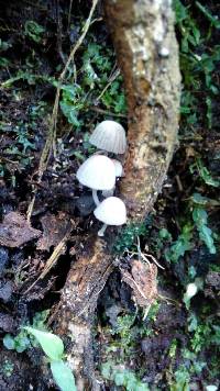 Coprinellus disseminatus image