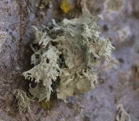 Ramalina canariensis image